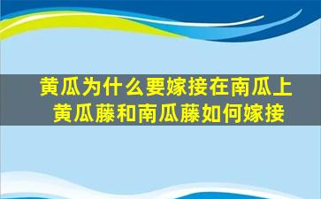 黄瓜为什么要嫁接在南瓜上 黄瓜藤和南瓜藤如何嫁接